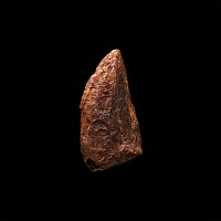 Natural History - Fossil African 'T-Rex' Dinosaur Tooth