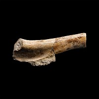 Natural History - Deltadromeus Dinosaur Fossil Leg Bone Section