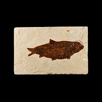 Natural History - Large Fossil Diplomystus Fish