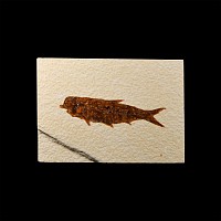 Natural History - Knightia Fossil Fish in Matrix