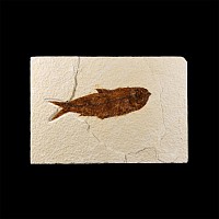 Natural History - Knightia Fossil Fish in Matrix