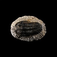 Natural History - Fossil Barrandei Trilobite