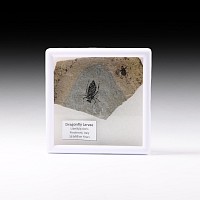 Natural History - Fossil Dragonfly Larvae