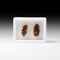 Natural History - Cut Fossil Pine Cone
