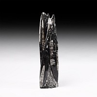 Natural History - Fossil Orthoceras Tower