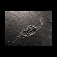 Natural History - Fossil Keichousaurus Marine Reptile Skeleton