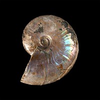 Natural History - Fossil Rainbow Shell Ammonite