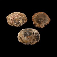 Natural History - Fossilised Wood Slice Group