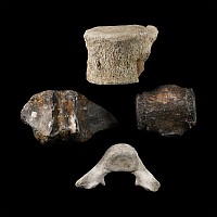 Natural History - Dolphin Vertebra Group