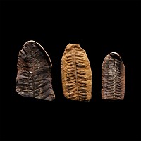 Natural History - Fossil Seed Fern Group