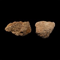 Natural History - Triceratops Fossil Frill Bone Group