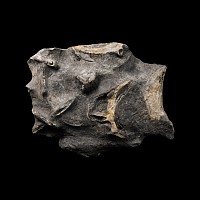 Natural History - Polished Fossil Ichthyosaurus Vertical Vertebra Section