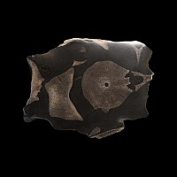 Natural History - Polished Fossil Ichthyosaurus Vertical Vertebra Section