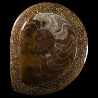 Natural History - Polished Goniatite Display