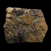 Natural History - Fossil Starfish on Matrix