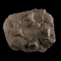 Natural History - Fossil Otodus Shark Tooth Plate