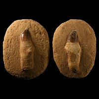Natural History - Fossil Mosasaur Tooth Pair