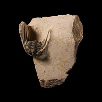 Natural History - Fossil Leonaspis Trilobite