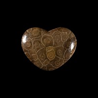 Natural History - Polished Heart-Shaped Fossil Coral Display