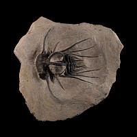 Natural History - Fossil Dicranurus Trilobite