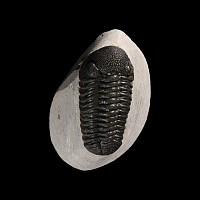 Natural History - Fossil Phacops Trilobite