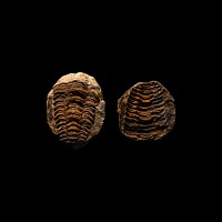 Natural History - Fossil Flexicalymene Trilobite Nodule