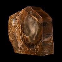 Natural History - Fossil Tree Trunk Section
