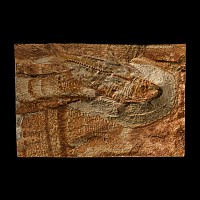 Natural History - Diplomystus Fish Fossil