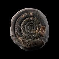 Natural History - Large Whitby Dactylioceras Ammonite Fossil