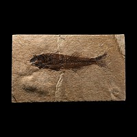 Natural History - Fossil Mioplosus Fish