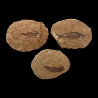 Natural History - Fossil Diplomystus Fish Group