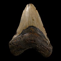 Natural History - Fossil Megalodon Tooth