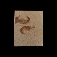 Natural History - Fossil Shrimp