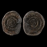 Natural History - Fossil 'Whitby Dac' Ammonite Nodule
