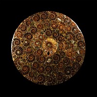 Natural History - Polished Ammonite Plate