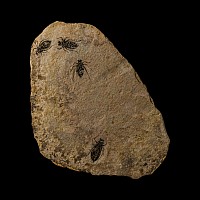 Natural History - Fossil Dragon Fly Larvae