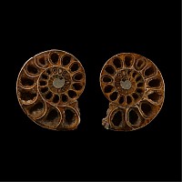 Natural History - Cut and Polished Fossil Ammonite