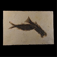 Natural History - Fossil Knightia Fish on Matrix