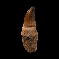 Natural History - Fossil Mosasaur Tooth with Root