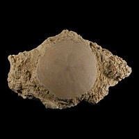 Natural History - Fossil 'Sand Dollar' on Matrix