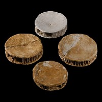 Natural History - Fossil Otodus Shark Vertebra Group