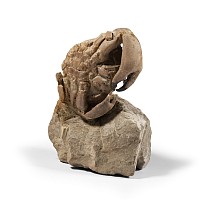 Natural History - Fossil Crab on Matrix