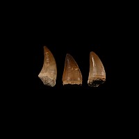 Natural History - Mosasaur Fossil Tooth Group