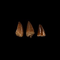 Natural History - Mosasaur Fossil Tooth Group
