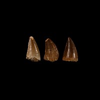 Natural History - Mosasaur Fossil Tooth Group