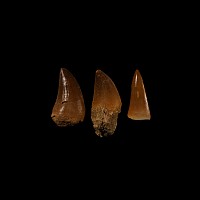 Natural History - Mosasaur Fossil Tooth Group