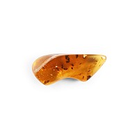 Natural History - Large Display Piece of Polished Amber with Insects