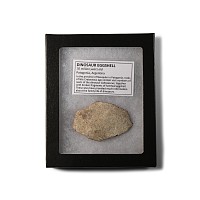 Natural History - Fossil Saltasaurus Dinosaur Eggshell Fragment