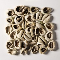 Viking Age Cowrie Shell Pendant Collection