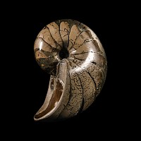 Natural History - British Pyritised Fossil Nautiloid